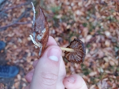 Fungi