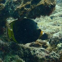 Chaetodon flavirostris