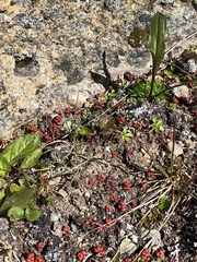 Sedum divergens