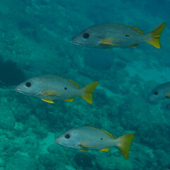 Lutjanus monostigma