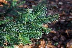 Taxus baccata