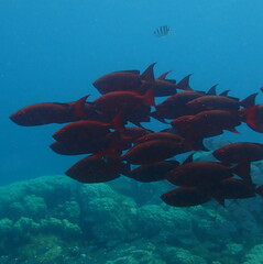 Priacanthus hamrur