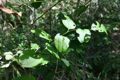 Smilax riparia