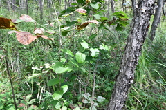 Smilax riparia