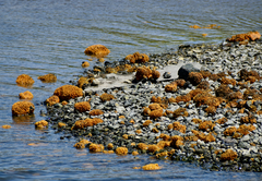 Hymeniacidon perlevis