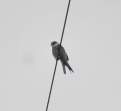 Falco amurensis