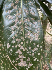 Cephaleuros virescens