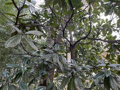 Cephaleuros virescens
