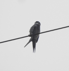Falco amurensis