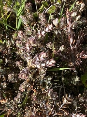 Acrothamnus colensoi