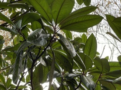 Cephaleuros virescens