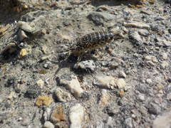 Ligia exotica