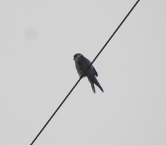Falco amurensis