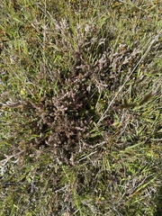 Acrothamnus colensoi