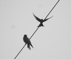 Falco amurensis