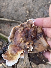 Chondrostereum purpureum