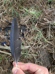 Porphyrio porphyrio