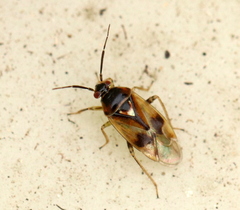 Orthops