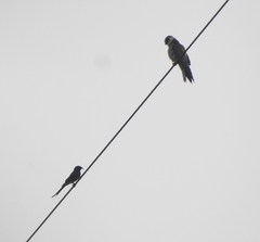 Falco amurensis
