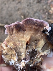 Chondrostereum purpureum