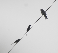 Falco amurensis