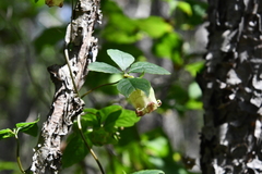 Codonopsis lanceolata