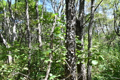 Codonopsis lanceolata