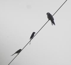 Falco amurensis
