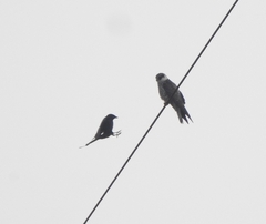 Falco amurensis