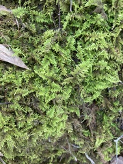 Thuidium delicatulum