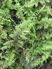 Thuidium delicatulum