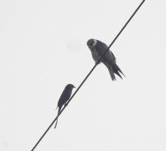 Falco amurensis