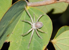 Olios