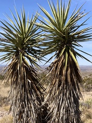 Yucca faxoniana