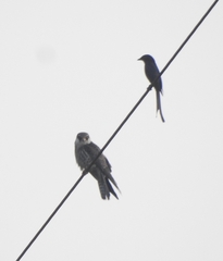 Falco amurensis