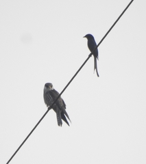Falco amurensis