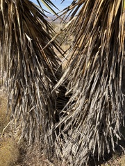 Yucca faxoniana
