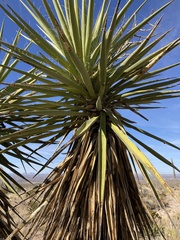Yucca faxoniana