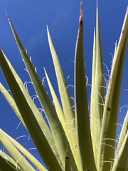 Yucca faxoniana