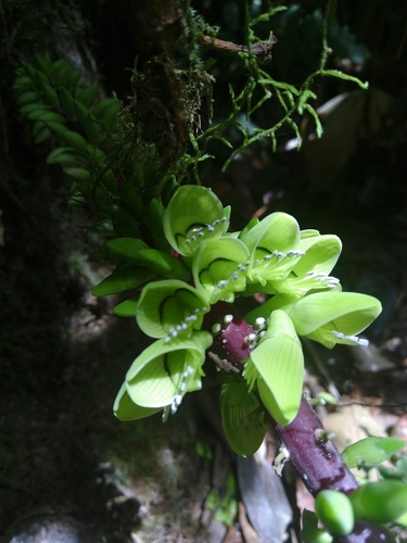 Erythrina edulis (Erythrina edulis)