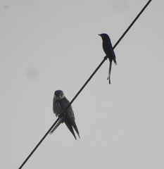 Falco amurensis