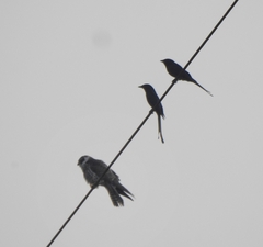 Falco amurensis