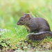 Perny's Long-nosed Squirrel - Photo (c) Hong, some rights reserved (CC BY-NC), uploaded by Hong