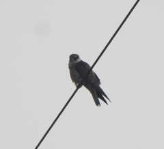Falco amurensis