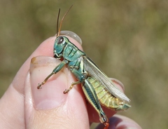 Melanoplus thomasi