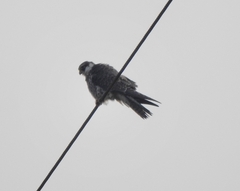 Falco amurensis