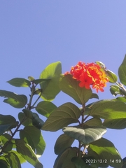 Cordia sebestena