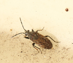 Peritrechus geniculatus