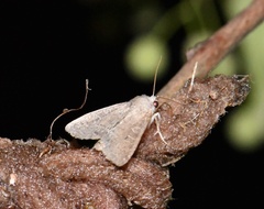 Parastichtis suspecta