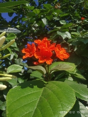 Cordia sebestena